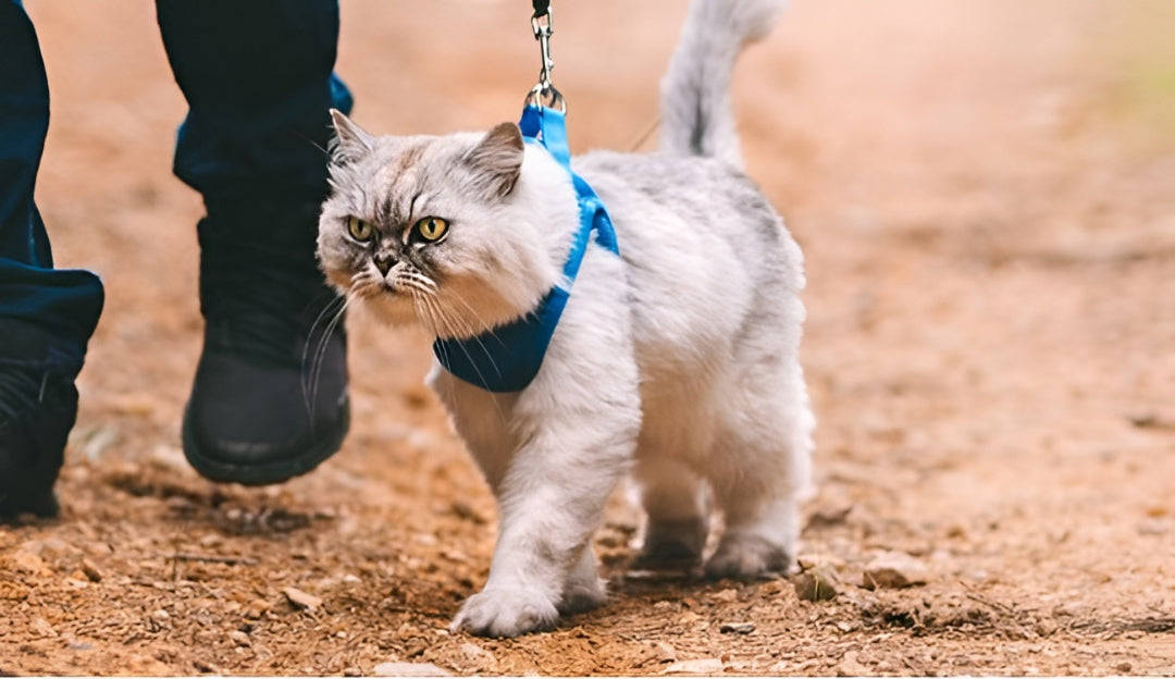 Better Leashes For Pet Safe Walks
